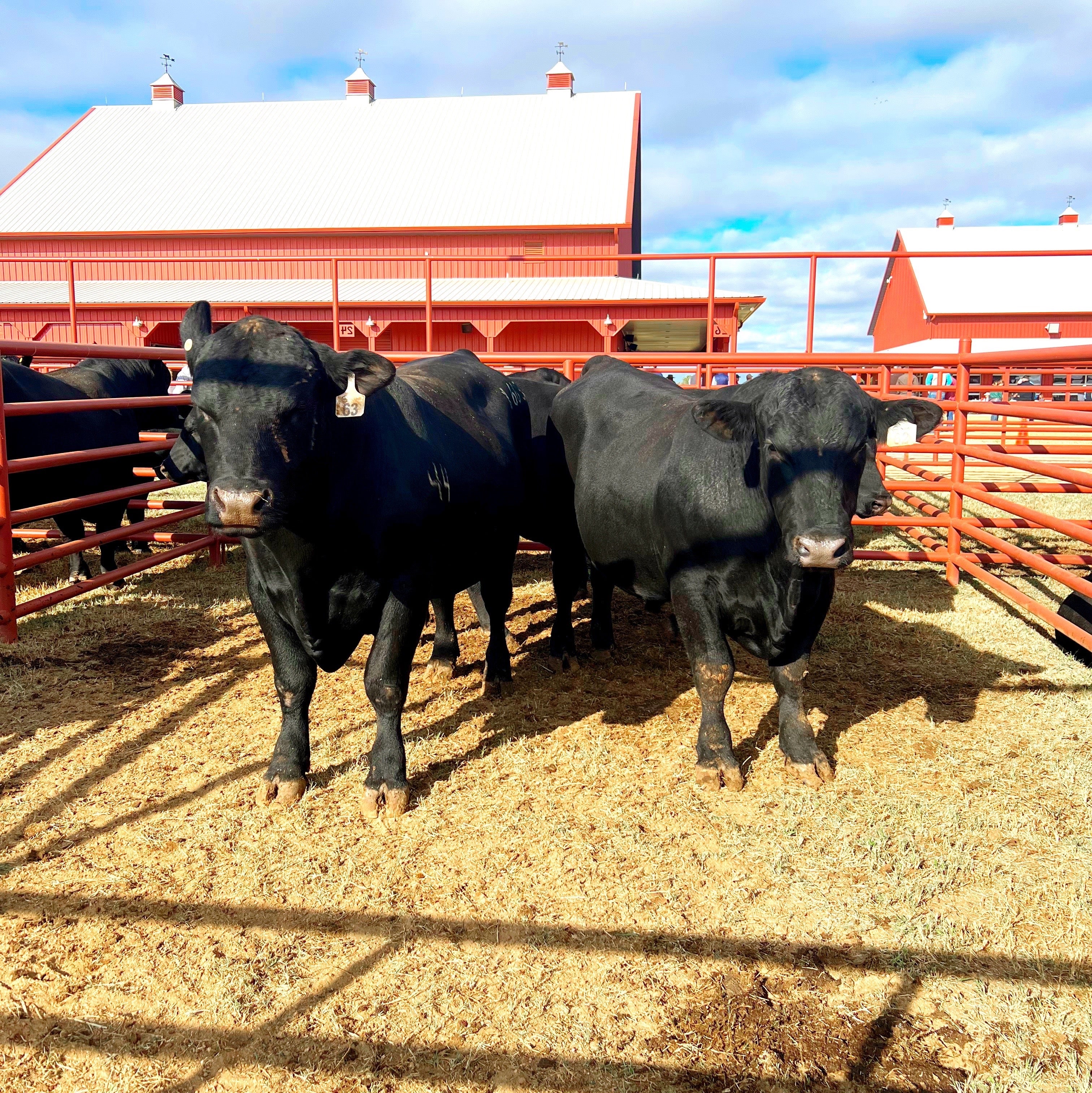 Angus Tri-Tip Bulk Box