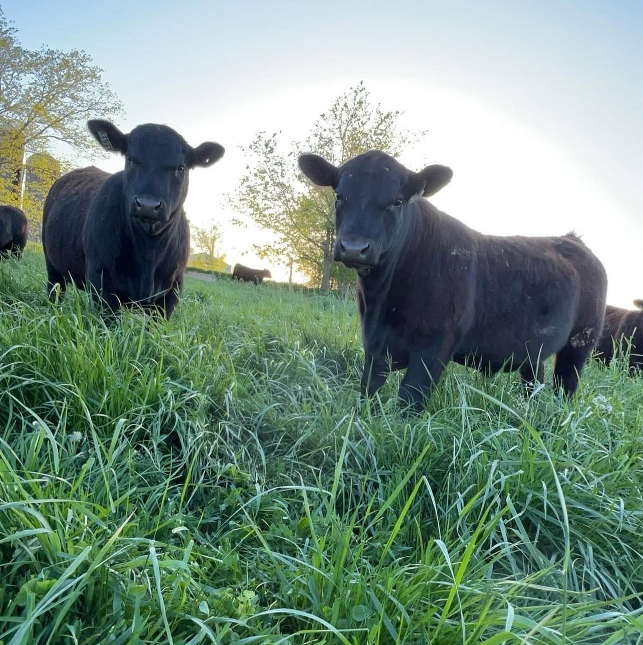 1/4 beef bundle – Valley Gold Angus steaks, roasts, ground beef
Vacuum-sealed Angus ribeye from Valley Gold beef share