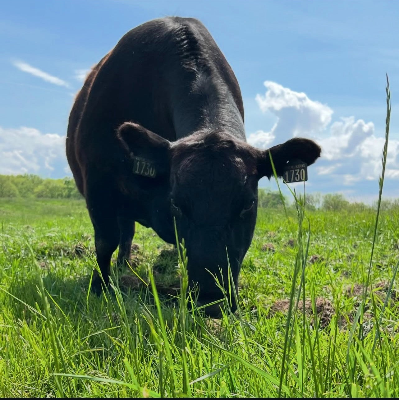 1/4 beef bundle – Valley Gold Angus steaks, roasts, ground beef
Vacuum-sealed Angus ribeye from Valley Gold beef share